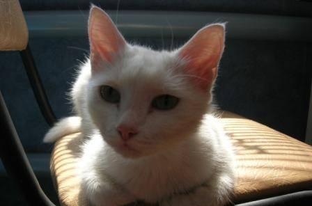 Кошки, коты и котята в хорошие руки Челябинск
