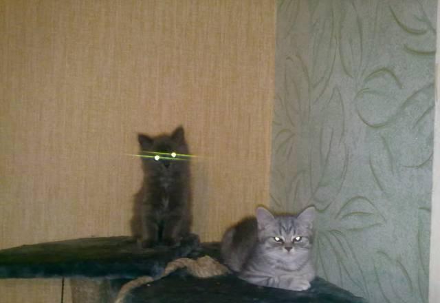 Любимые котята Тюмень