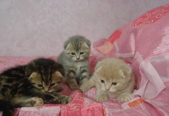 Шотландские  вислоухие котята Барнаул