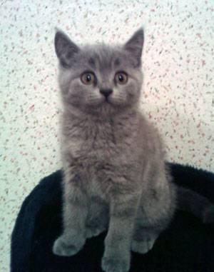 Котенок 2 мес., голубой скоттиш-страйт Санкт-Петербург