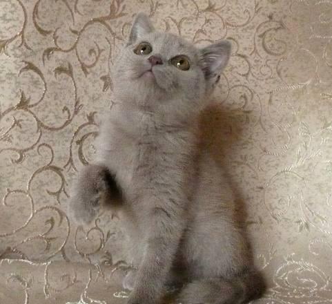 Лиловая кошечка скоттиш-страйт Санкт-Петербург