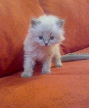 Невский маскарадный котенок Челябинск