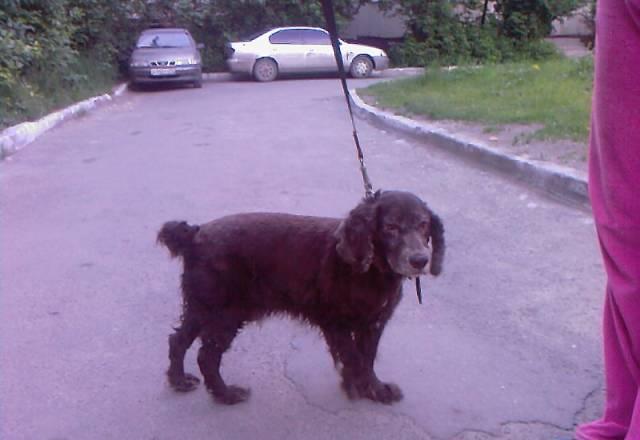 Добрый,ласковый пёс Челябинск