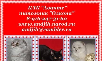 Британские, Шотландские фолд и страйт котята Москва