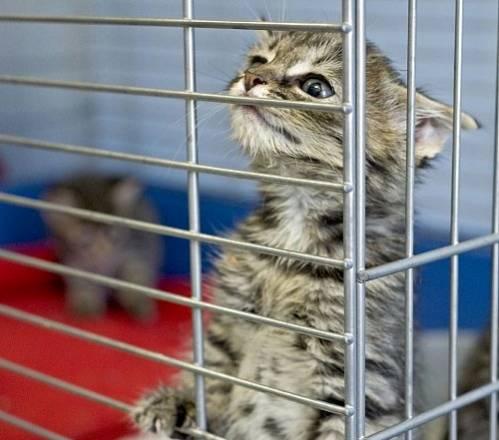 Котята просят-заберите нас домой Санкт-Петербург