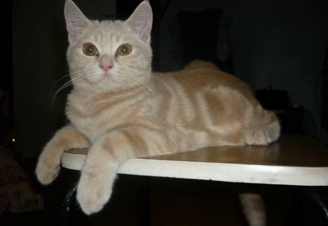 Котята британские Самара