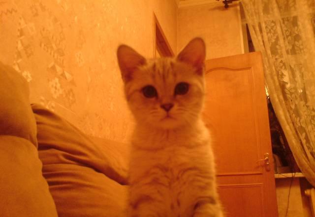 Британские котятки Москва