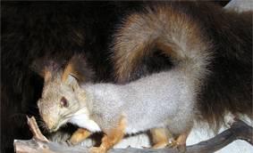 Продам чучело белки Петрозаводск