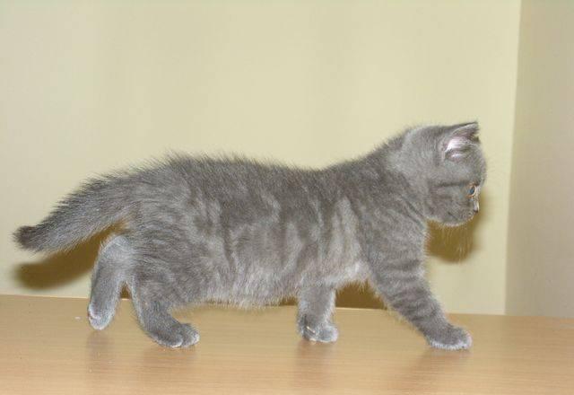 Отдам Британского котенка с дефектом Москва