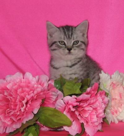 Британские и шотландские котятки Сходня