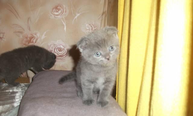 Котята Нижний Новгород