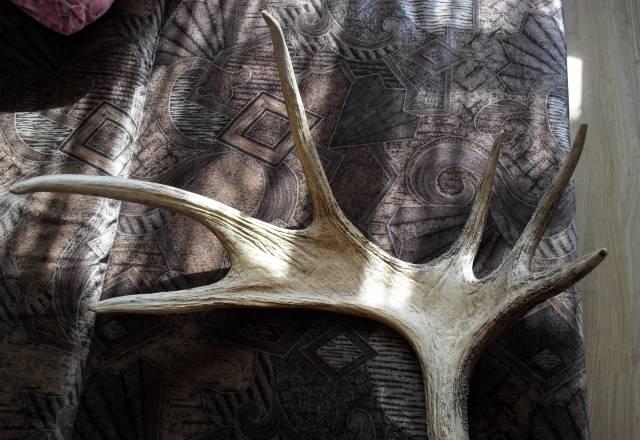 Рага оленя Москва