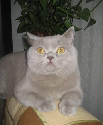 Кот для вязок Санкт-Петербург