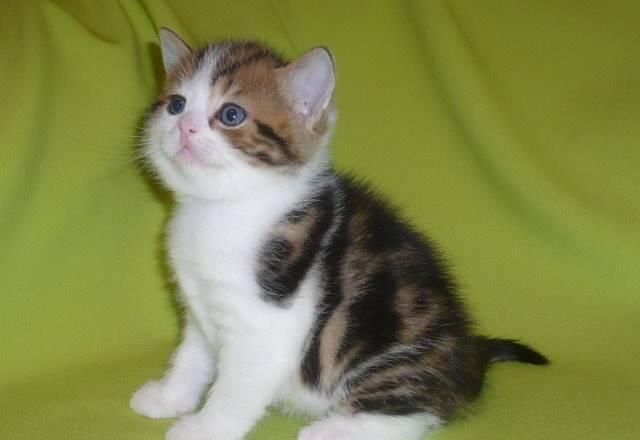 Шотландские котята из питомника Москва