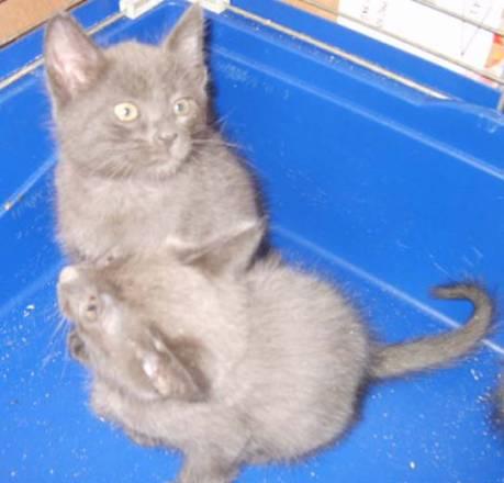 Котята русской голубой кошки Москва