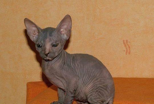 Сфинксы Донские.Элитные котята Санкт-Петербург