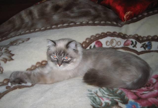 Отдам кота в добрые руки Климовск