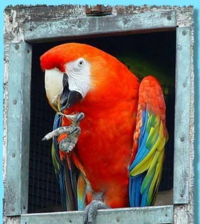 Ара продаю, ручной Москва