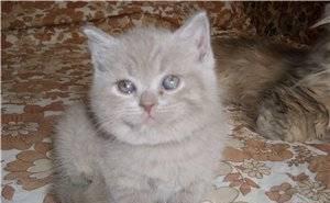 Британские  девочки Москва