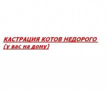 Услуга ветврача, кастрация котов. Москва