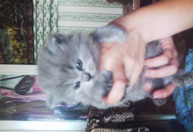 Котята британские плюшевые, рожденные 05.05 Новоалтайск