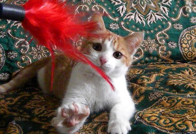 Котёнок Честер - в добрые руки Москва