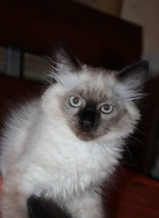 Котенок Невский-Маскарадный Москва