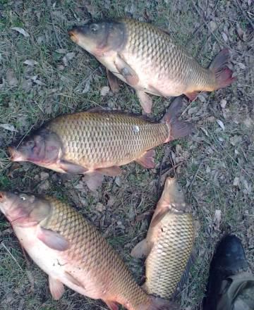 Рыба промысовых пород Уфа