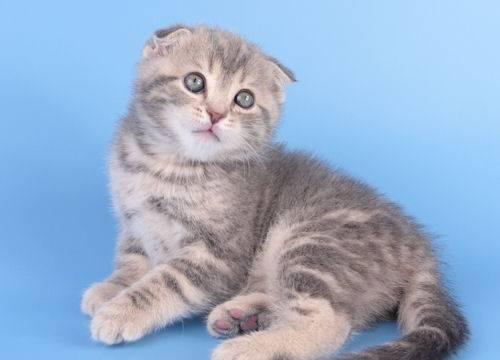 Котята Не пропусти удачу Санкт-Петербург