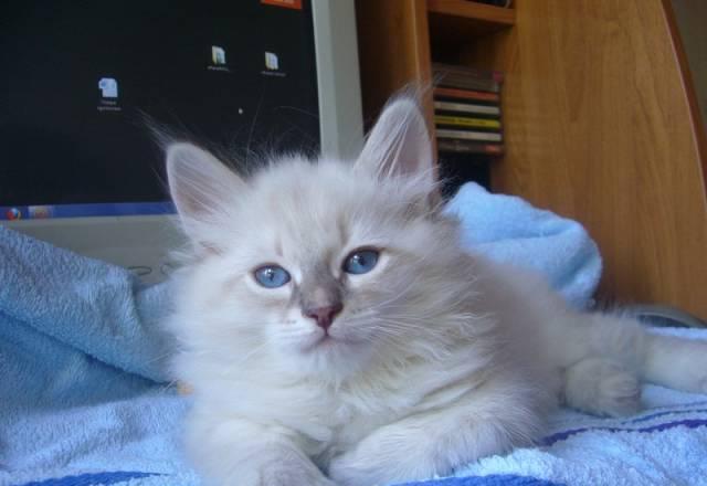 Невские маскарадные котята Астрахань