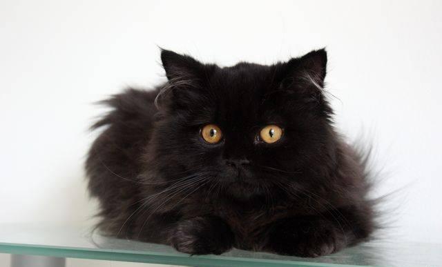 Длинношерстный британский котенок Москва