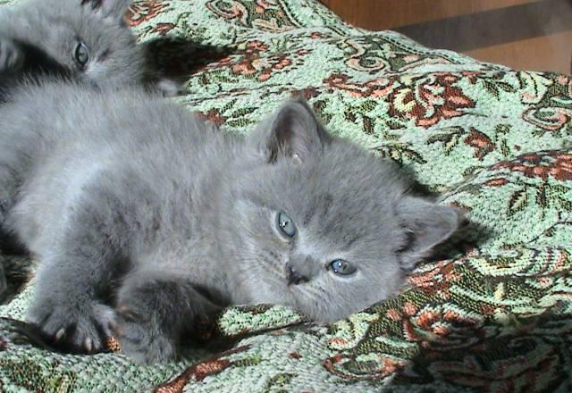 Шотландские котята (скоттиш-страйт) Санкт-Петербург