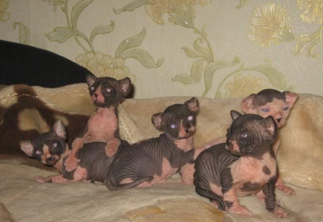 Продажа голых котят канадского сфинкса, Фото Москва