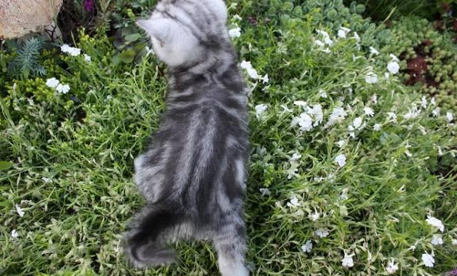 Котик - черный мрамор на серебре  г Ивантеевка Москва