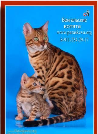 Бенгальские котята Санкт-Петербург