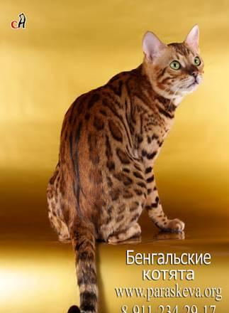 Бенгальские котята Санкт-Петербург