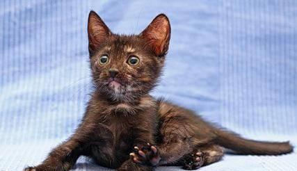 Черепаховый котенок (мама рус.голубая, папа таец) Санкт-Петербург