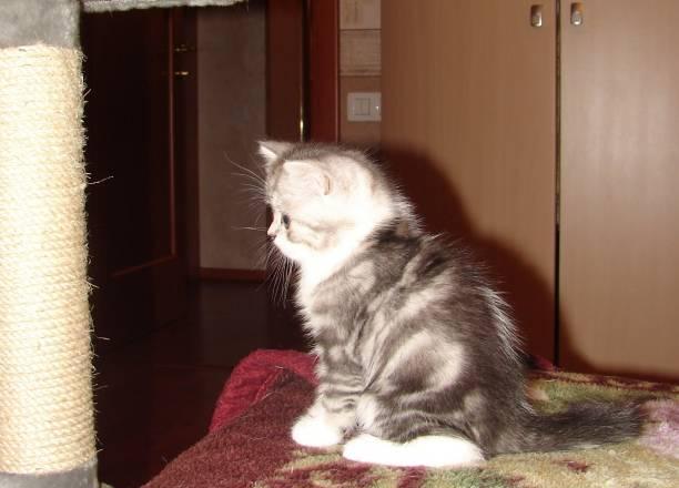 Котята породы Селкирк-рекс (кошка-овечка) Пермь