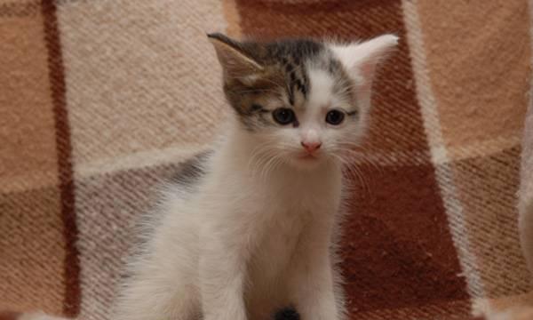 Котята от домашней кошки в дар Москва