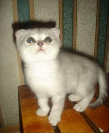 Котята эксклюзивного окраса (шиншиллы) Тюмень