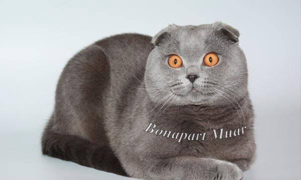 Вязка Шикарный вислоухий кот приглашает кошечек Москва