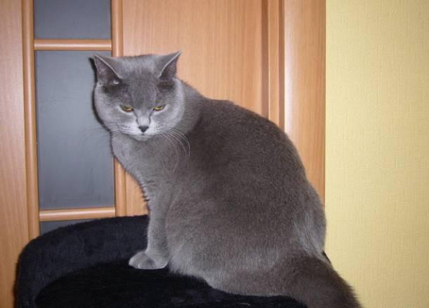 Отдам попродистую британскую кошку в добрые руки Москва