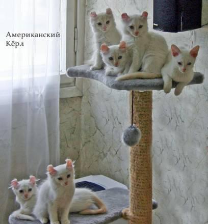 Котята Американского Кёрла Санкт-Петербург