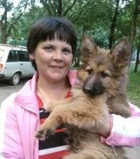 Немецкая овчарка Санкт-Петербург