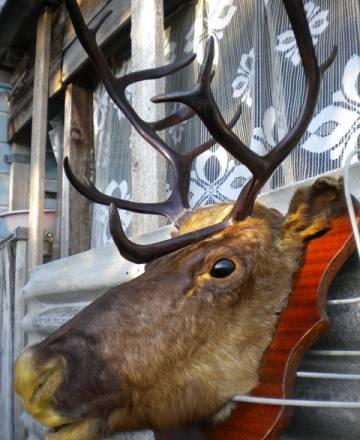 Продам чучело головы северного оленя Новороссийск