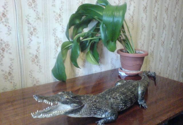Чучело мадагаскарского крокодила Монино