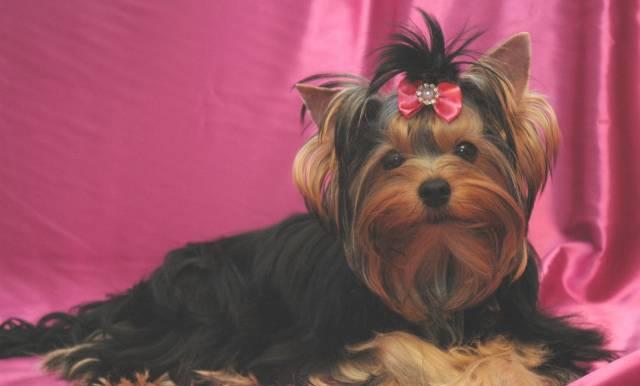 Подрощенная девочка йорка (для шоу и для души) Москва
