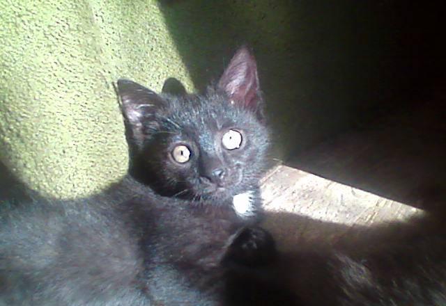 Котёнок - в дар Москва