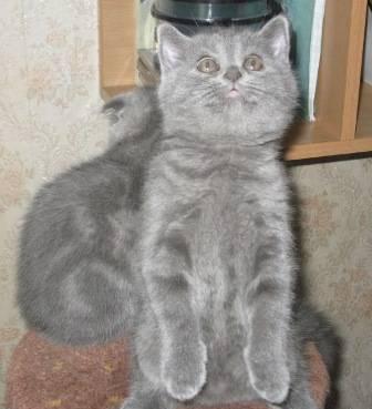 Британские котята Москва