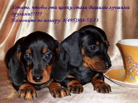 Стандарт г/ш и миниатюра г/ш (мальчики и девочки) Москва